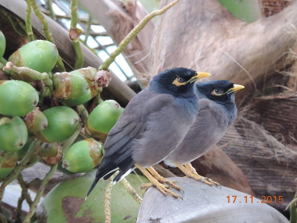 paired indian myna birds